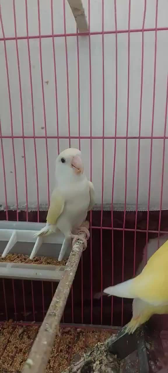 کوتله برزیلی|پرنده|آذرشهر, |دیوار