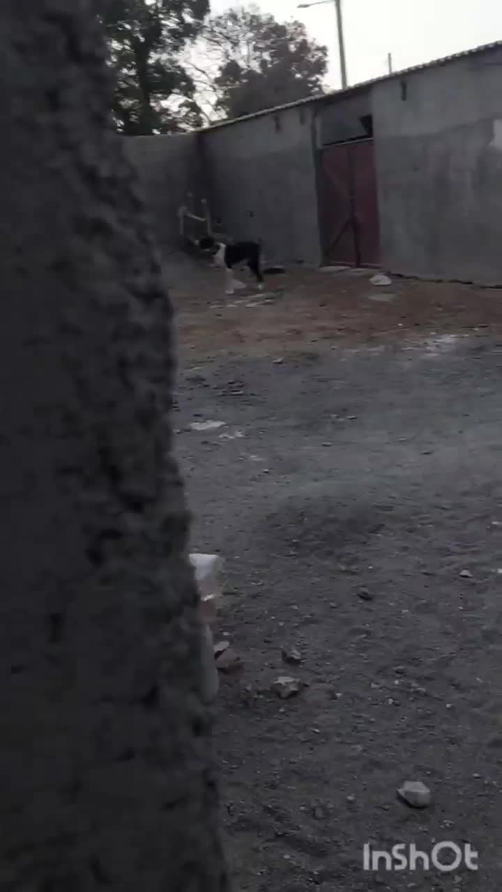 واگزاری سگ|سگ|تربتحیدریه, حاجی یار|دیوار