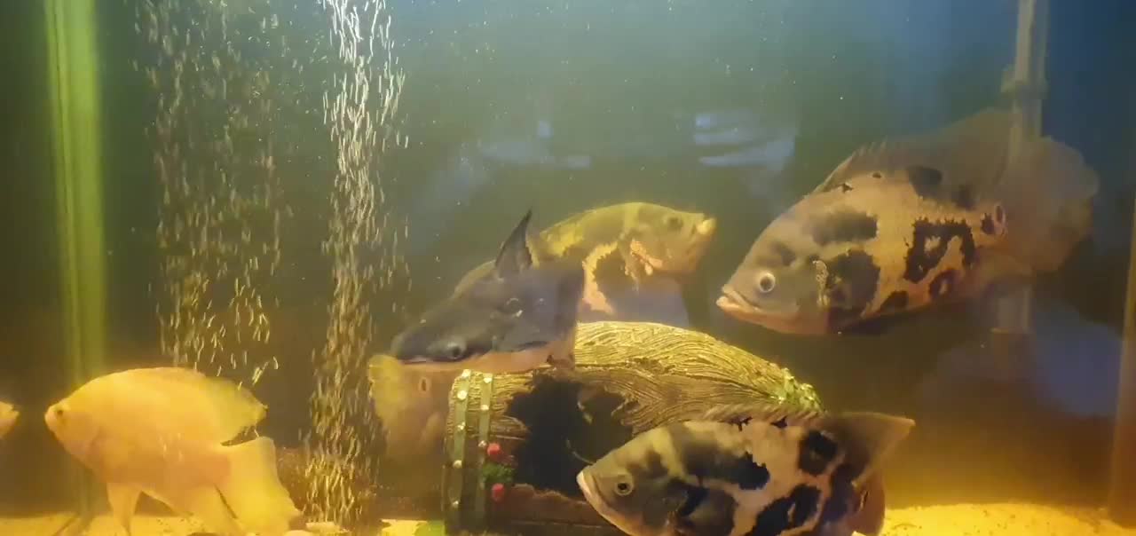 ماهی آکواریوم|ماهی|امامزاده عبدالله, |دیوار