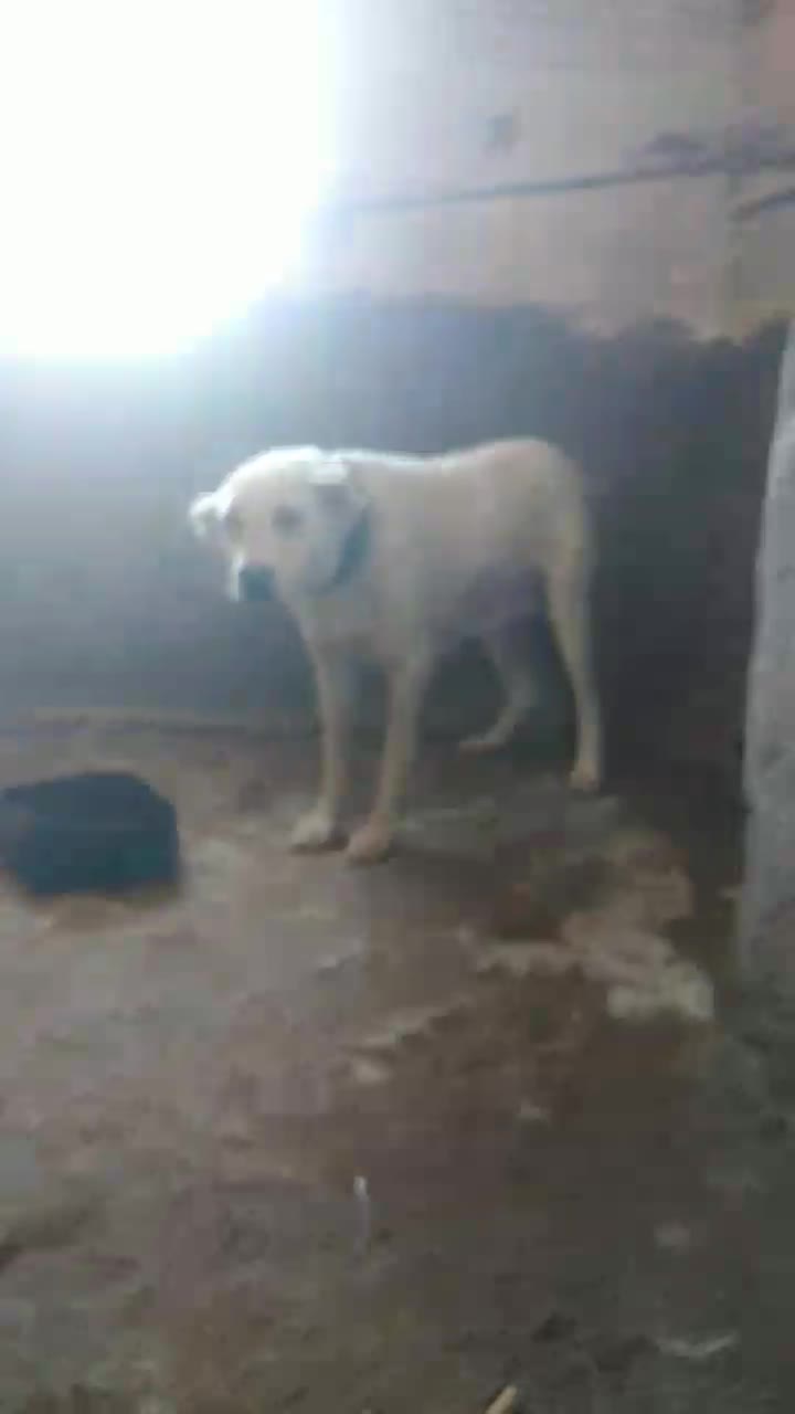 سلام سگ ماده افغانی فیض آباد مه ولات|سگ|کاشمر, |دیوار