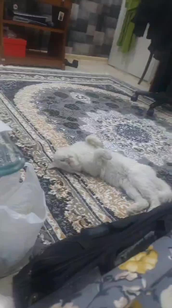 گربه پرشین|گربه|اهواز, فاز ۲ پادادشهر|دیوار