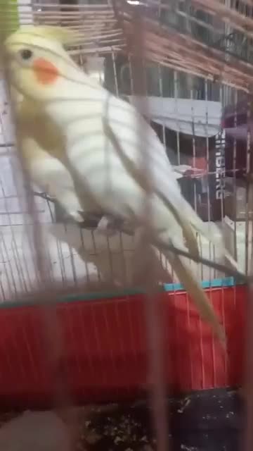 عروس هلندی بالغ|پرنده|رویدر, |دیوار