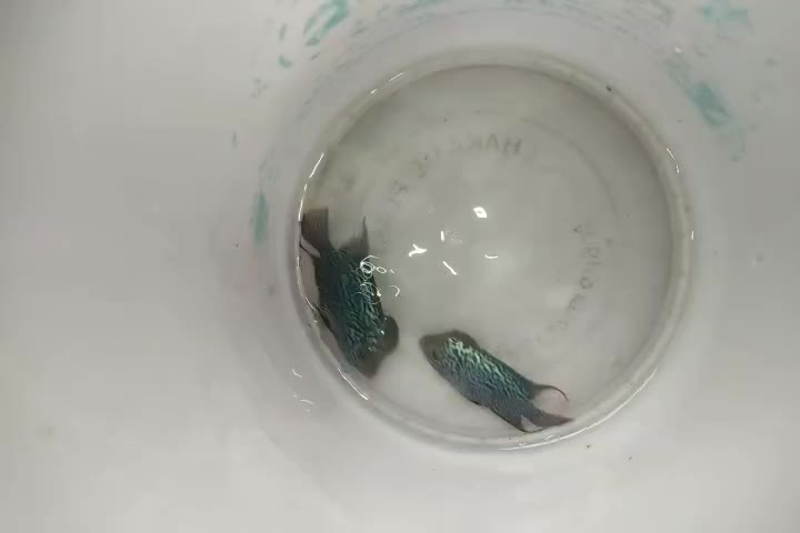 ماهی فلاور|ماهی|اصفهان, عمان سامانی|دیوار