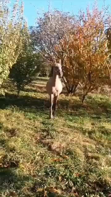 اسب فروشی|اسب و تجهیزات اسبسواری|ارومیه, |دیوار