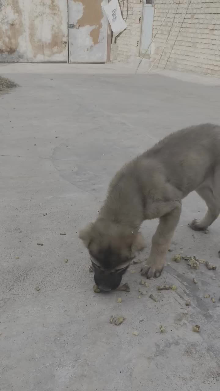 توله ماده الابای|سگ|خان ببین, |دیوار