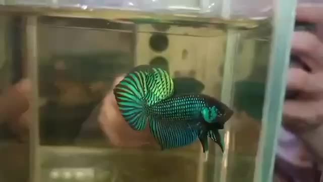 انواع بتا وارداتی از تایلند|ماهی|رشت, گلسار|دیوار