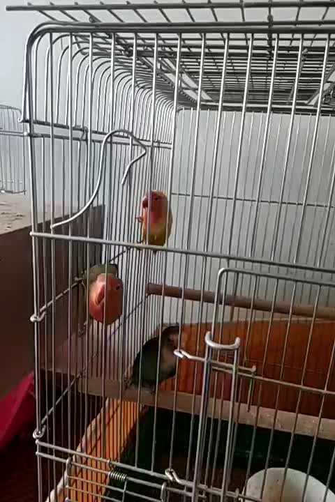 فروش کوتوله بریزیلی|پرنده|اصفهان, باغ فدک|دیوار