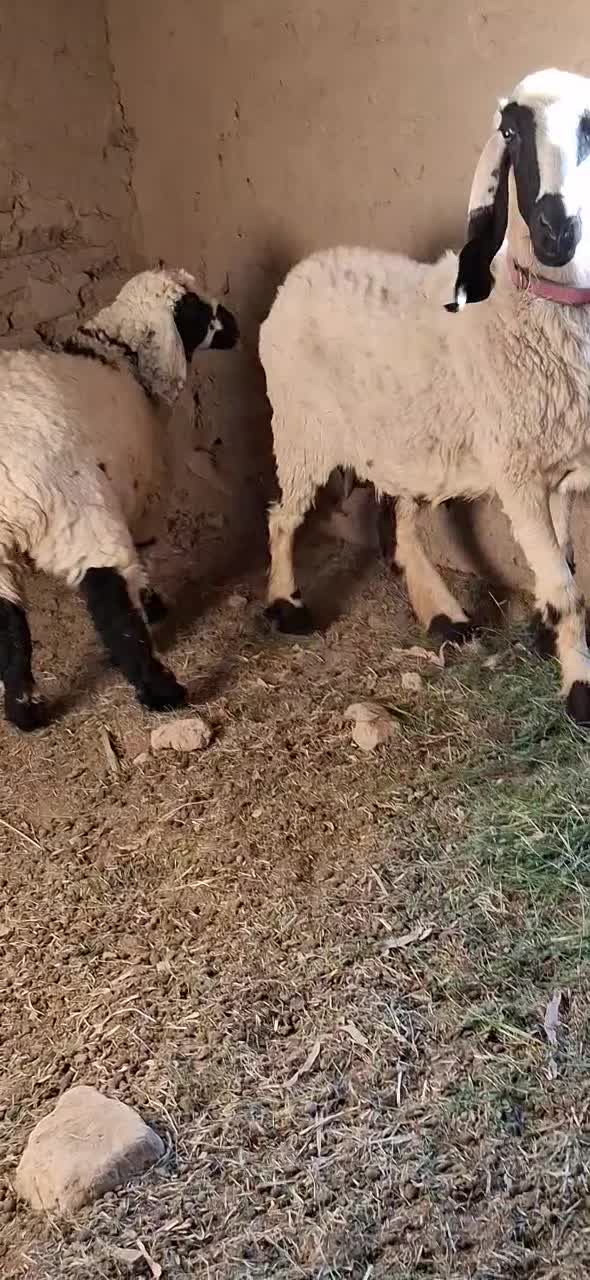 میش جری همراه بره ماده|حیوانات مزرعه|میرجاوه, |دیوار