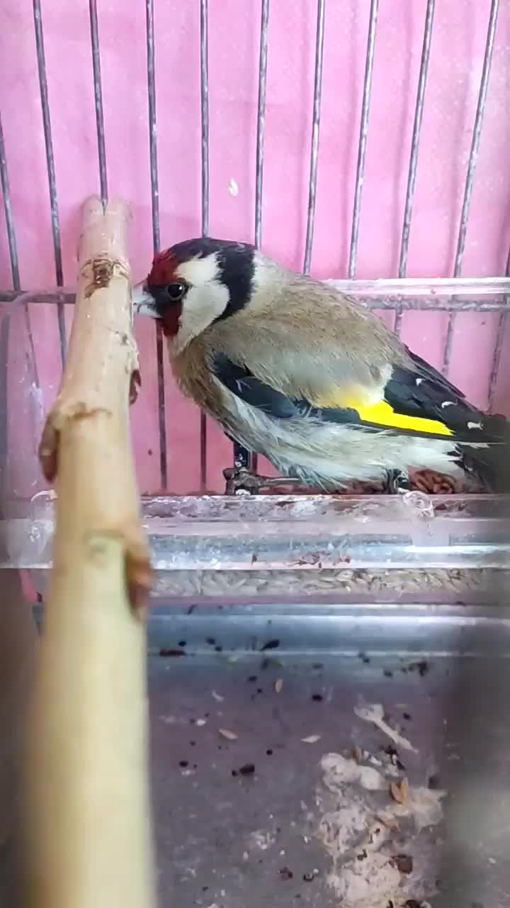 سهره نر|پرنده|تاکستان, |دیوار