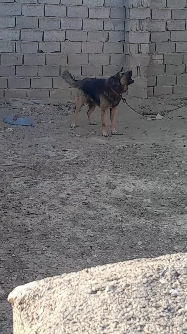 سگ سرابی|سگ|بستان آباد, |دیوار