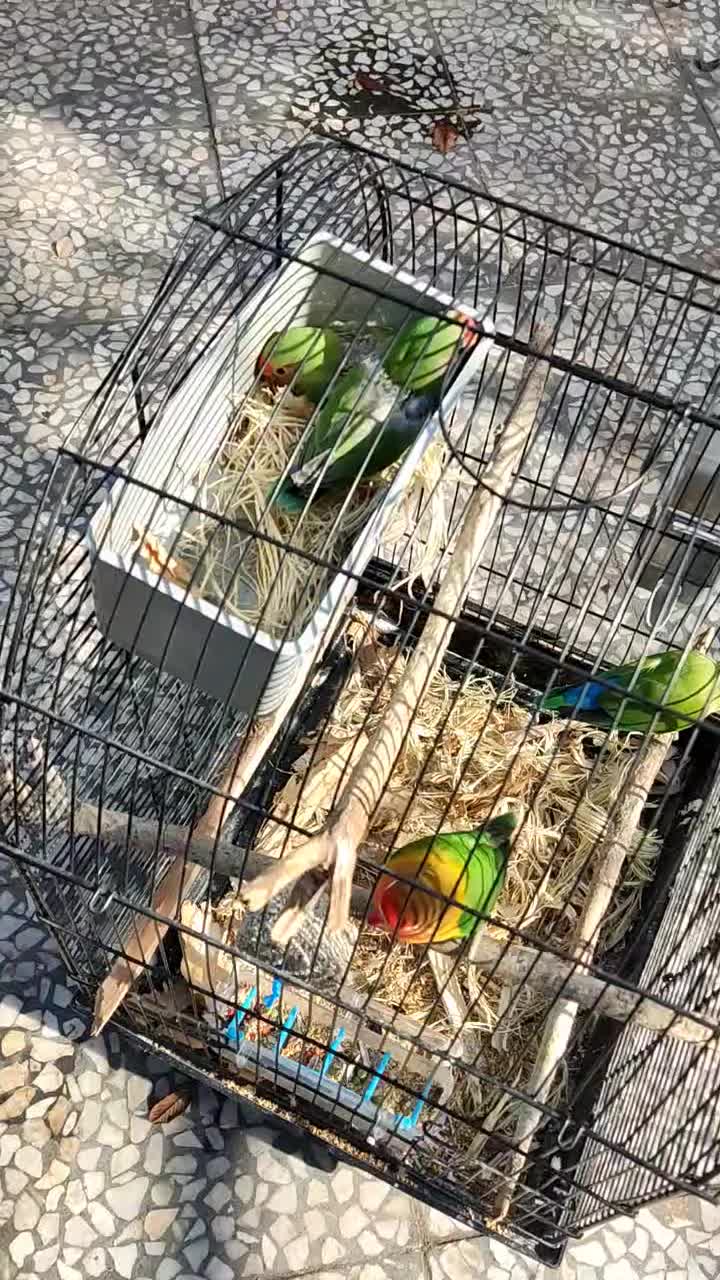 طوطی کوتوله برزیلی|پرنده|رودسر, |دیوار