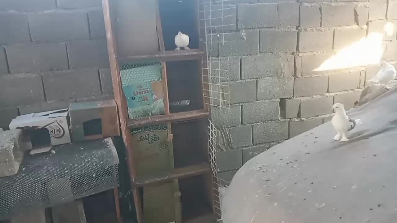 کبوتر گره|پرنده|بندرعباس, |دیوار