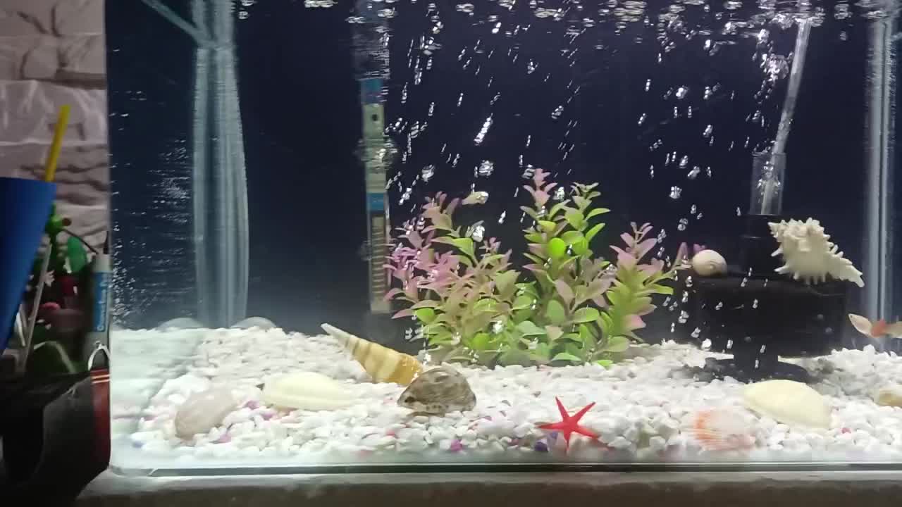 اکواریوم خم سایز۶۰×۵۰×۴۵بالوازم|ماهی|اردبیل, |دیوار