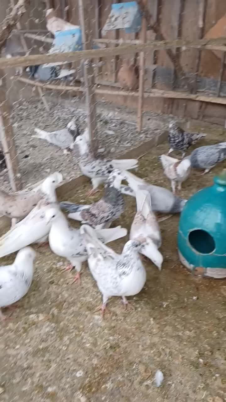 کفتر هما پرشی|پرنده|تهران, افسریه جنوبی|دیوار