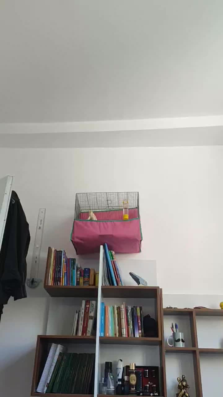 قناری مست ۶ دانگ بشرط|پرنده|کرمانشاه, |دیوار