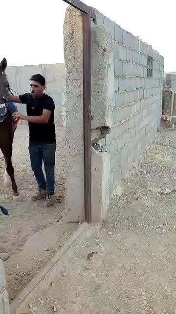 اسب نر دره شوری اصیل جوون خیلی زیبا وآرام|اسب و تجهیزات اسب‌سواری|ایوانکی, |دیوار