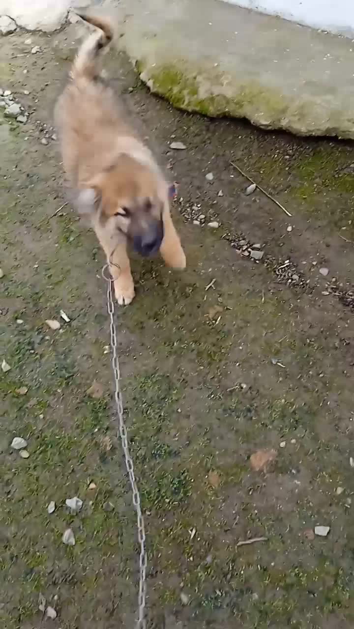 سگ .|سگ|اسالم, |دیوار