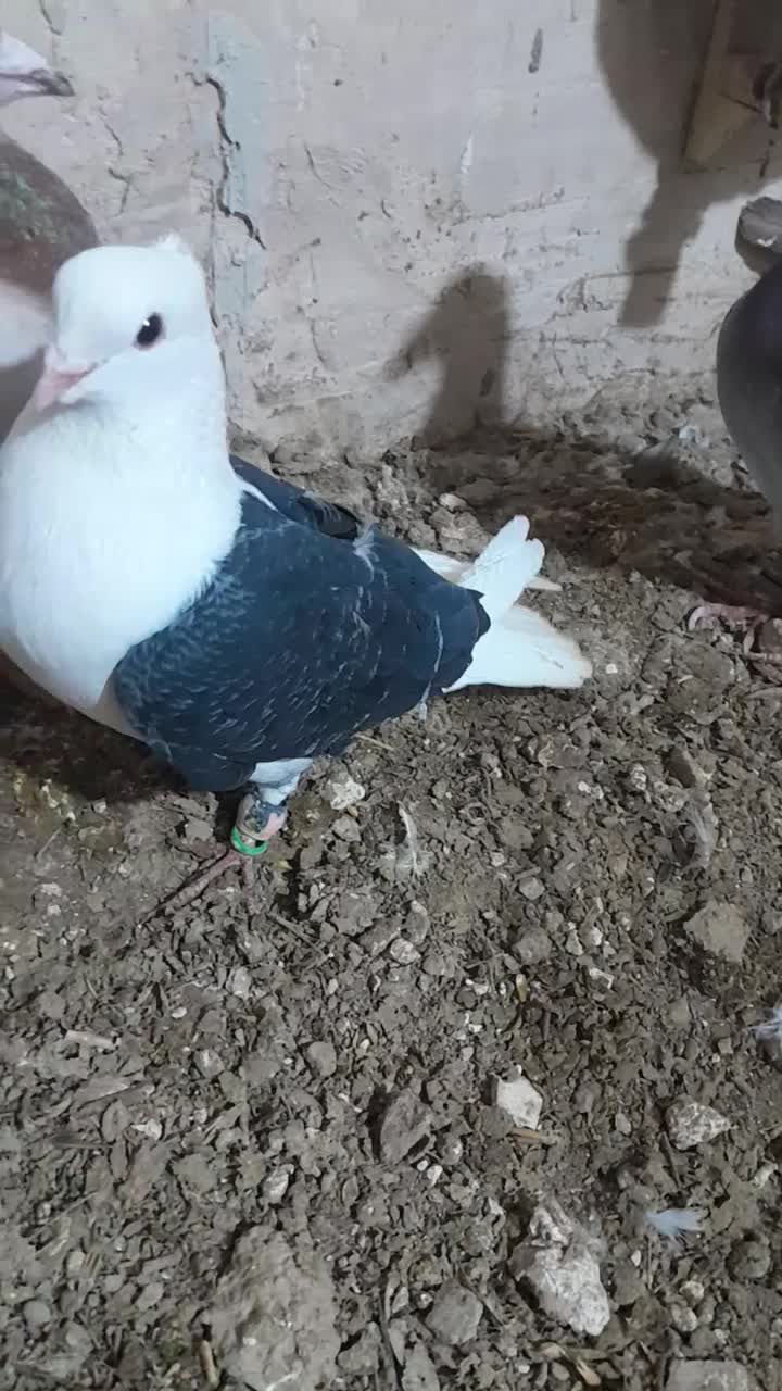 پشت|پرنده|شیروان (خراسان), |دیوار