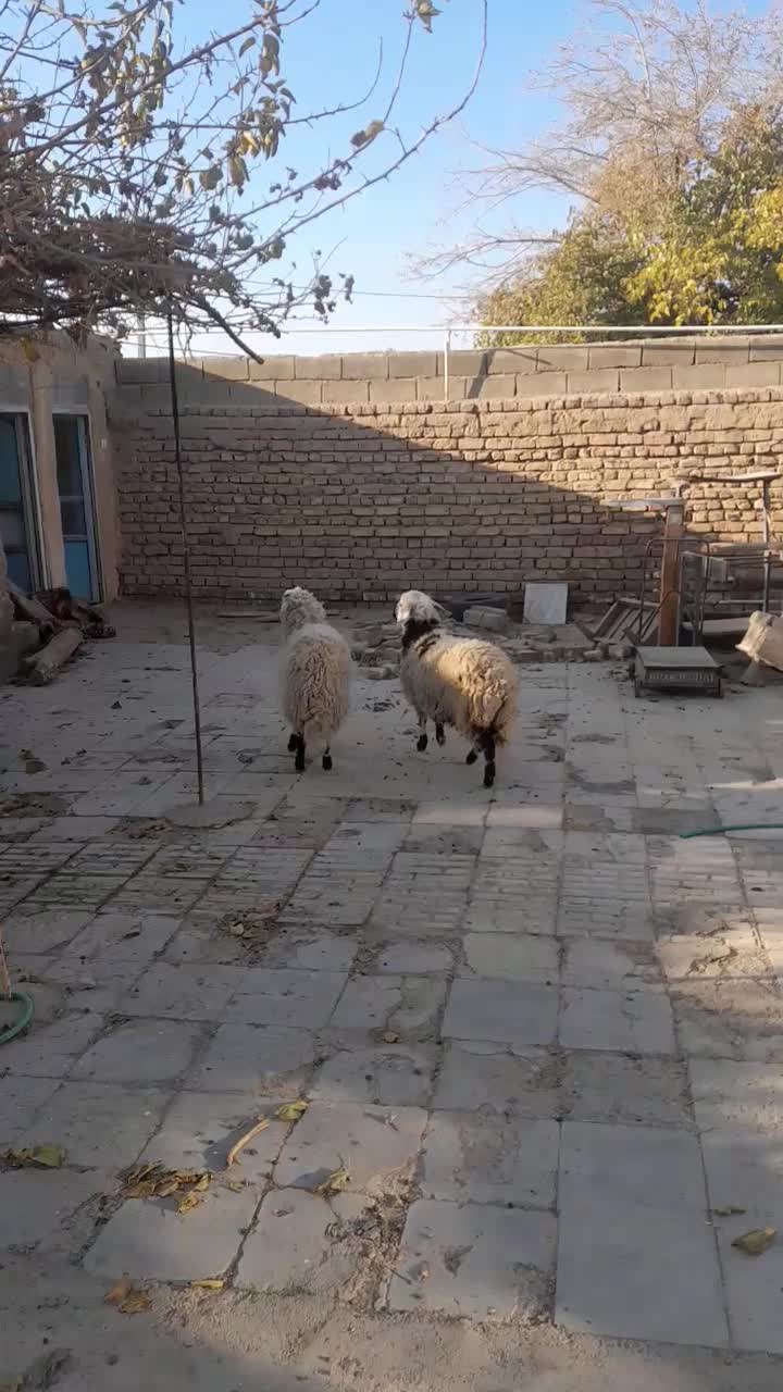 بره محلی|حیوانات مزرعه|زرند, |دیوار