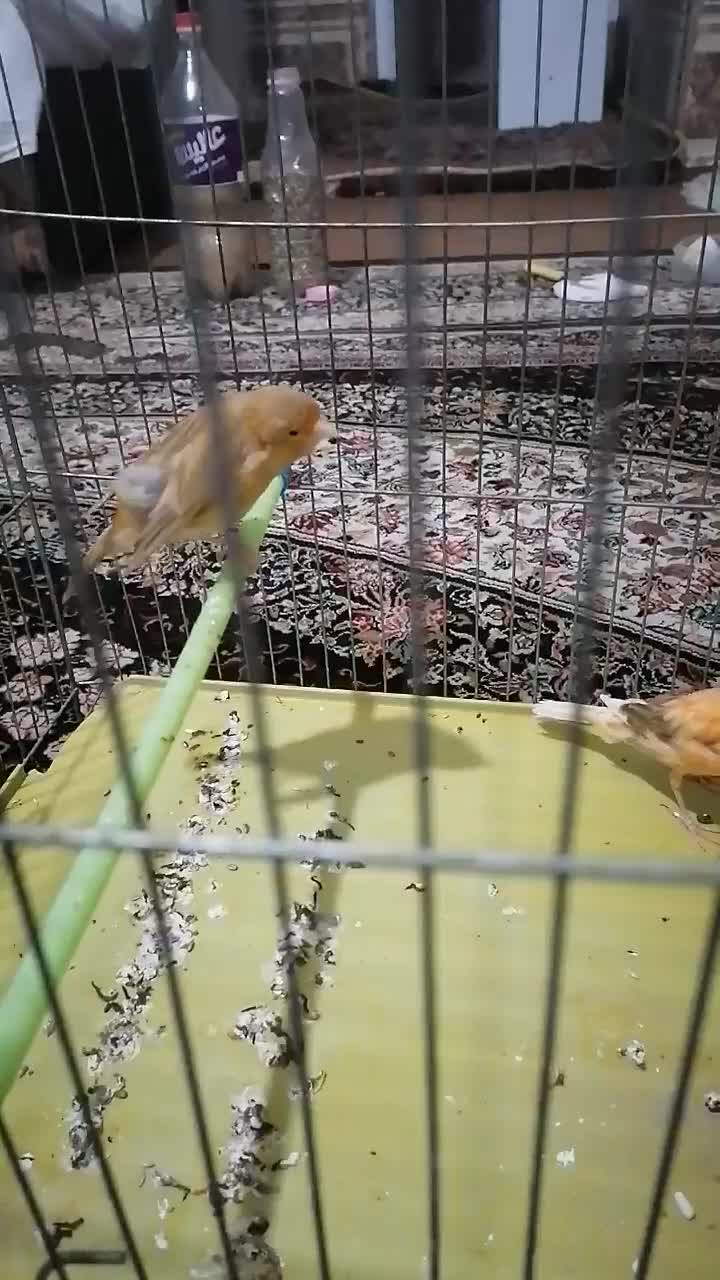 سه عدد قناری ماده آماده|پرنده|شیراز, قلعه نو|دیوار