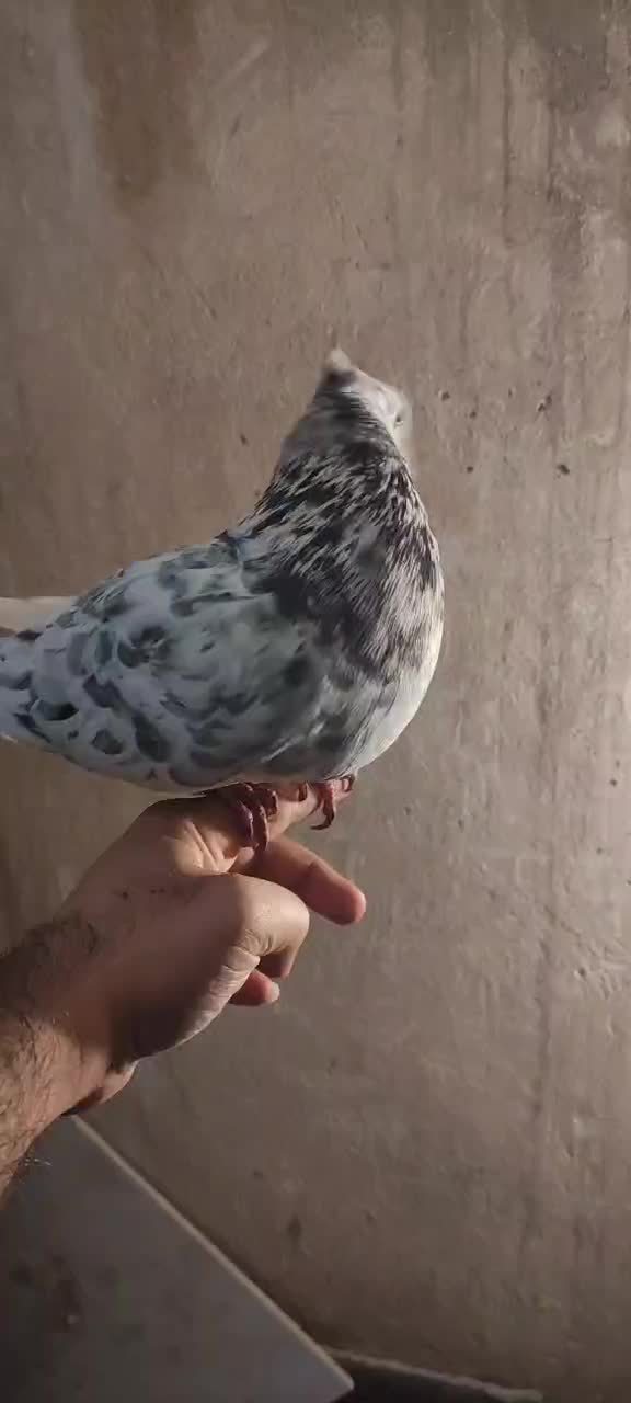 دم سفید|پرنده|مشهد, کوثر|دیوار