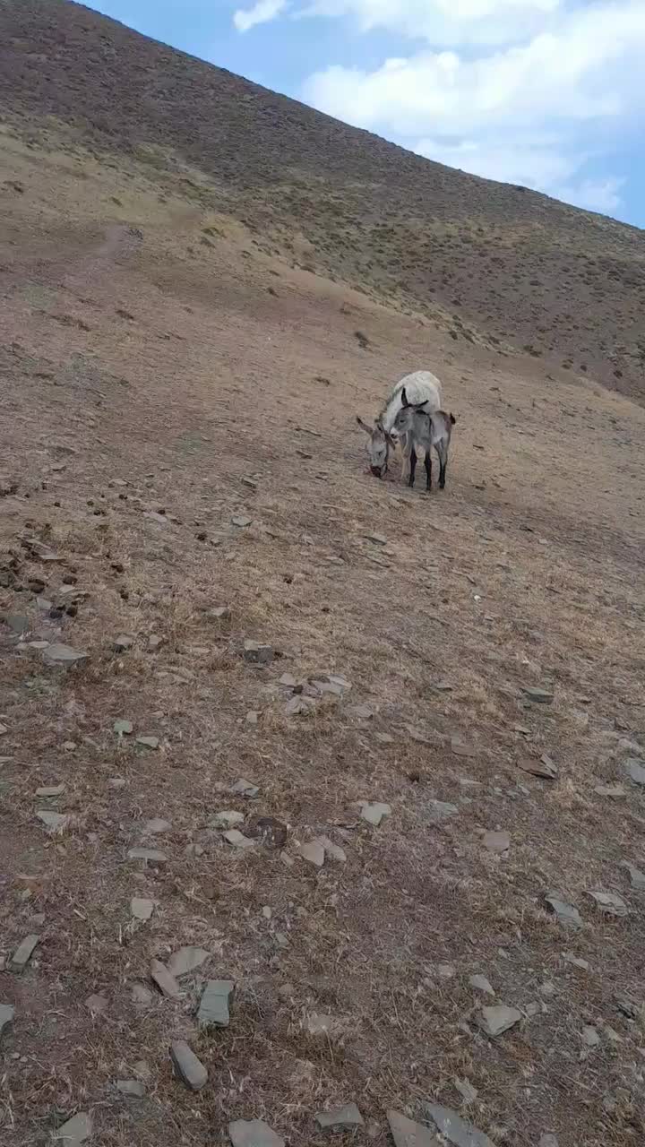 اولاغ ماده جوان با کره|حیوانات مزرعه|طارم, |دیوار