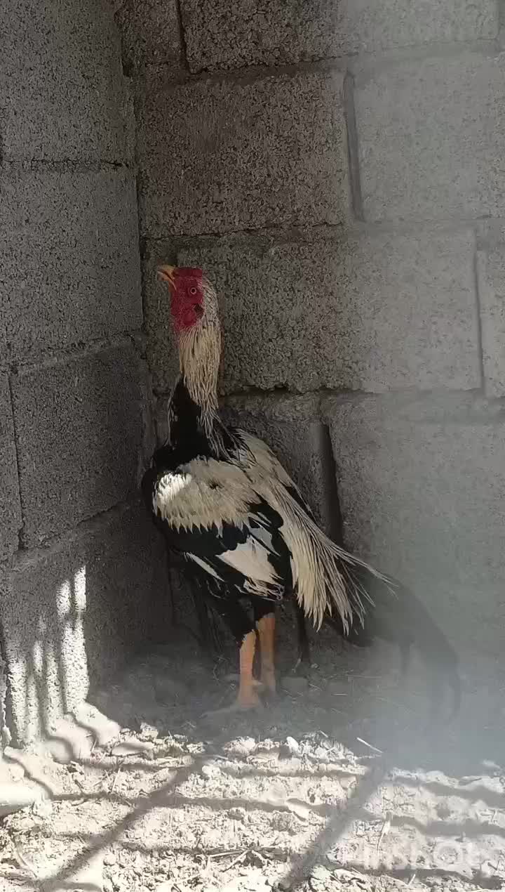 خروس نیکشهر|حیوانات مزرعه|قصرقند, |دیوار