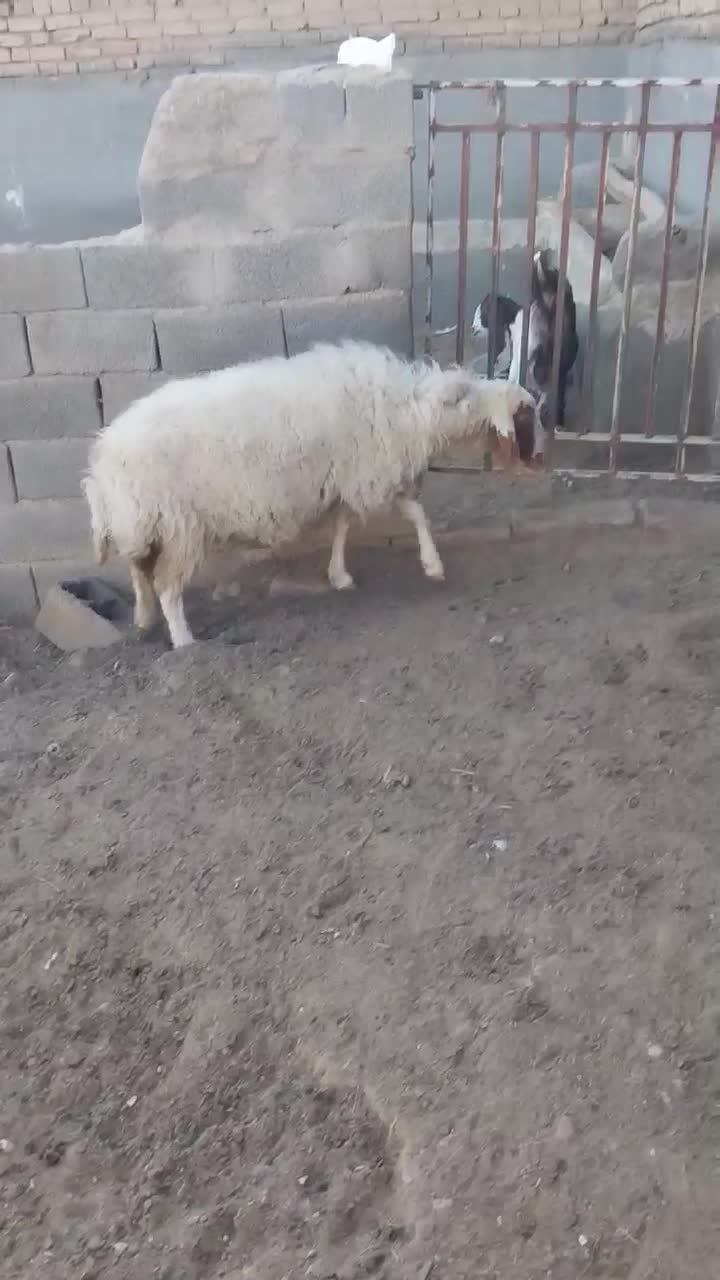 میش ابستن|حیوانات مزرعه|ششطراز, |دیوار