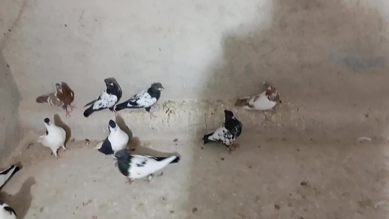 کبوترسینه|پرنده|شیروان (خراسان), |دیوار