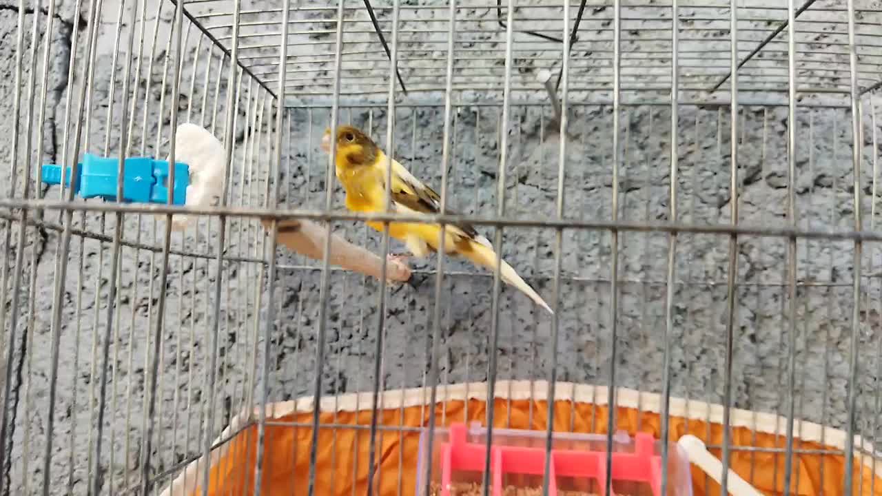 قناری ، سهره قناری ، عروس هلندی|پرنده|بهمن صغاد, |دیوار