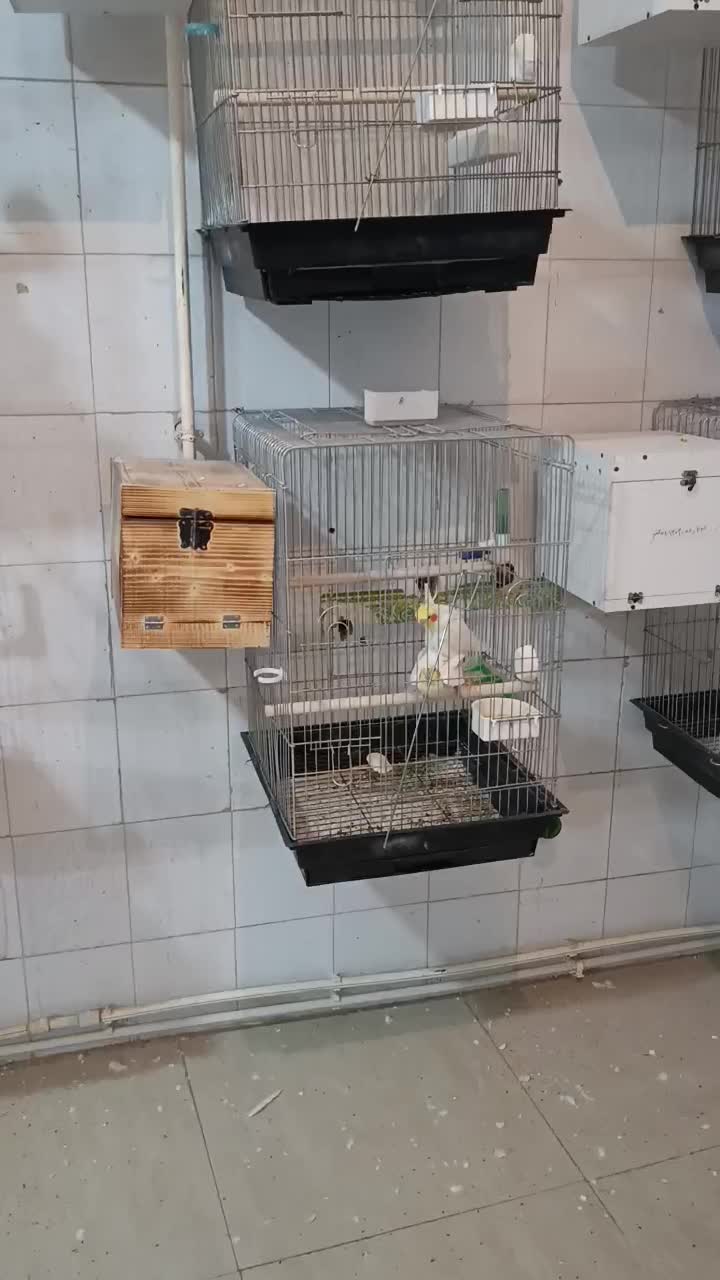 طوطی عروس هلندی مولد جفت خورده درحال تخم گذاری|پرنده|سنندج, |دیوار