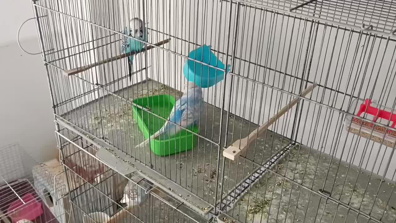 مرغ عشق انگلیسی|پرنده|پیرانشهر, |دیوار