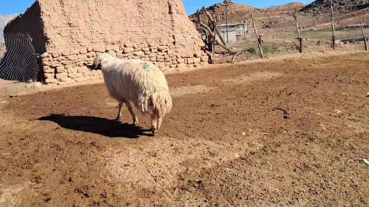 قوچ|حیوانات مزرعه|آبدانان, |دیوار