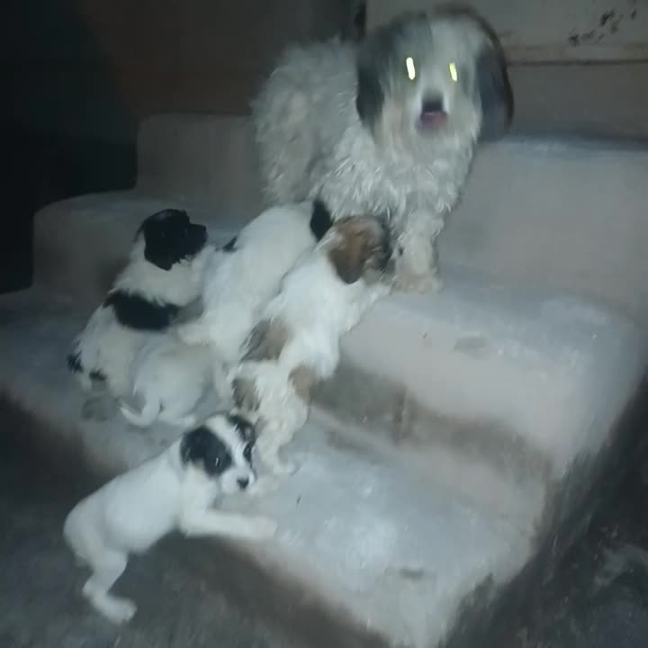 سگ پا کوتاه|سگ|خوی, |دیوار