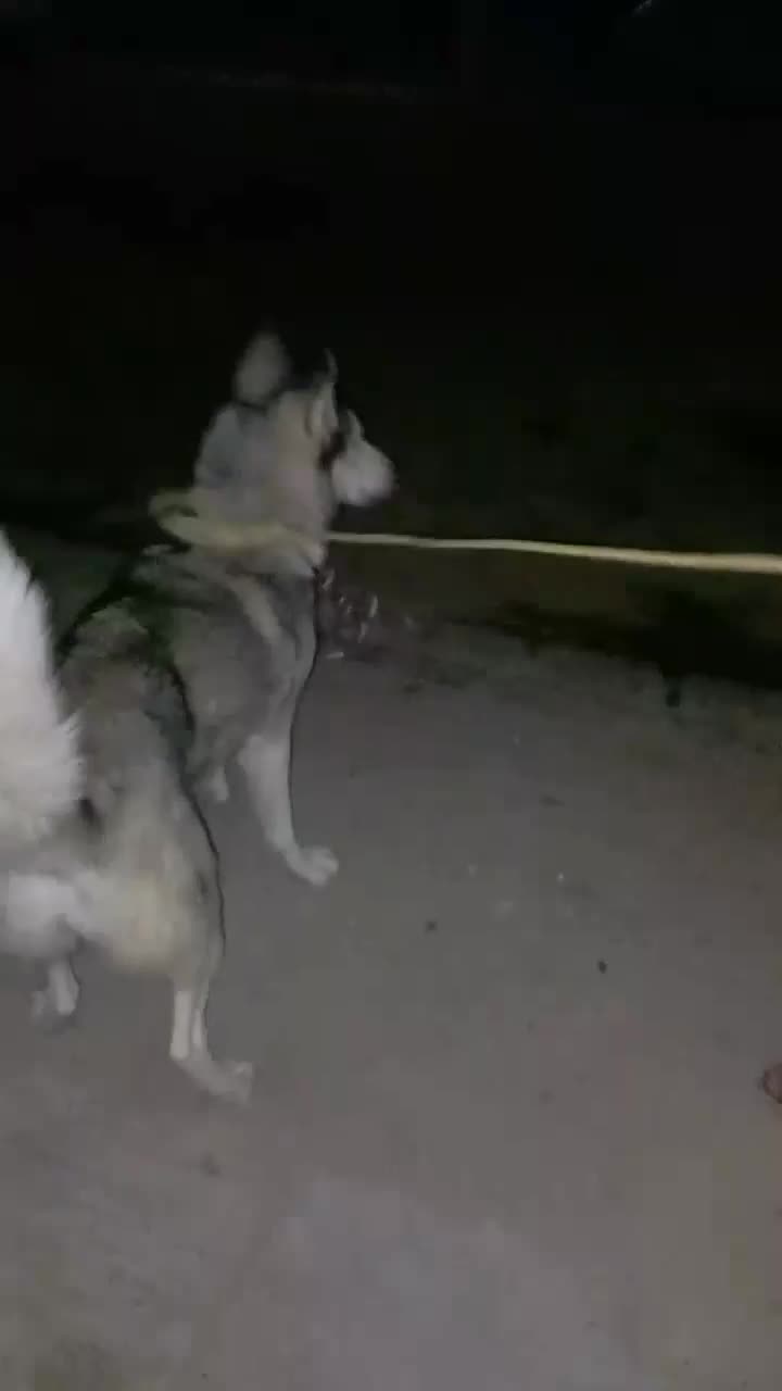 سگ هاسگی ماده فروش فوری|سگ|بجنورد, |دیوار