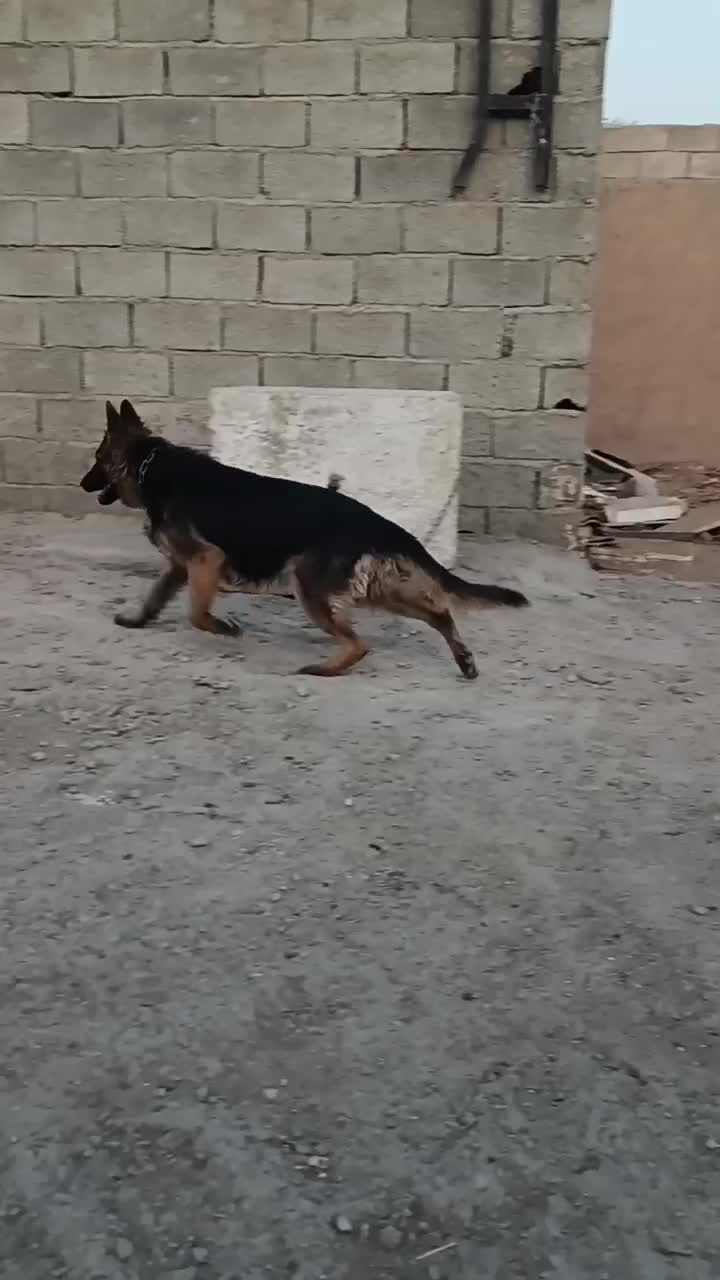 سگ ژرمن|سگ|فردوسیه, |دیوار