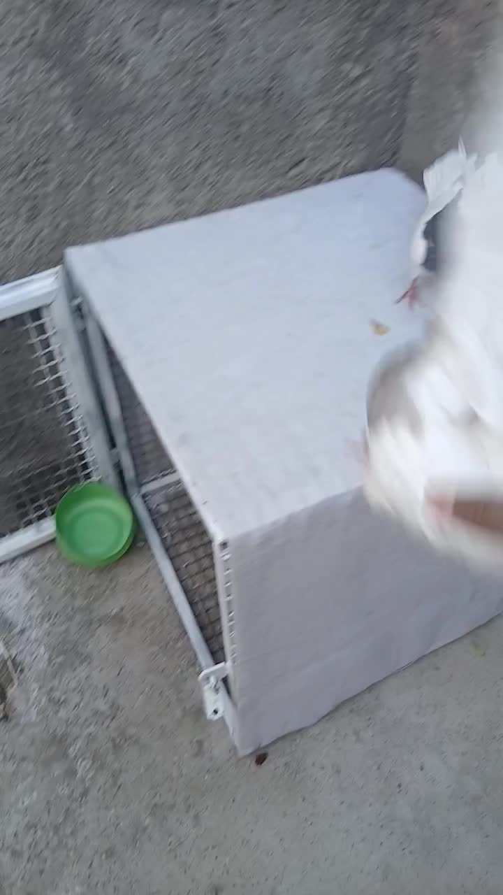 طوقی|پرنده|سرایان, |دیوار