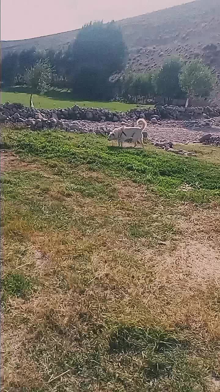 طوله سرابی|سگ|تبریز, |دیوار