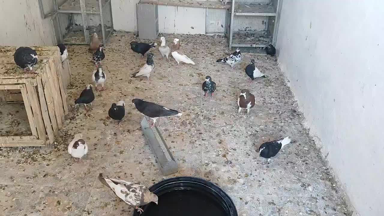 شهری یال  چپ|پرنده|شیراز, بید زرد|دیوار