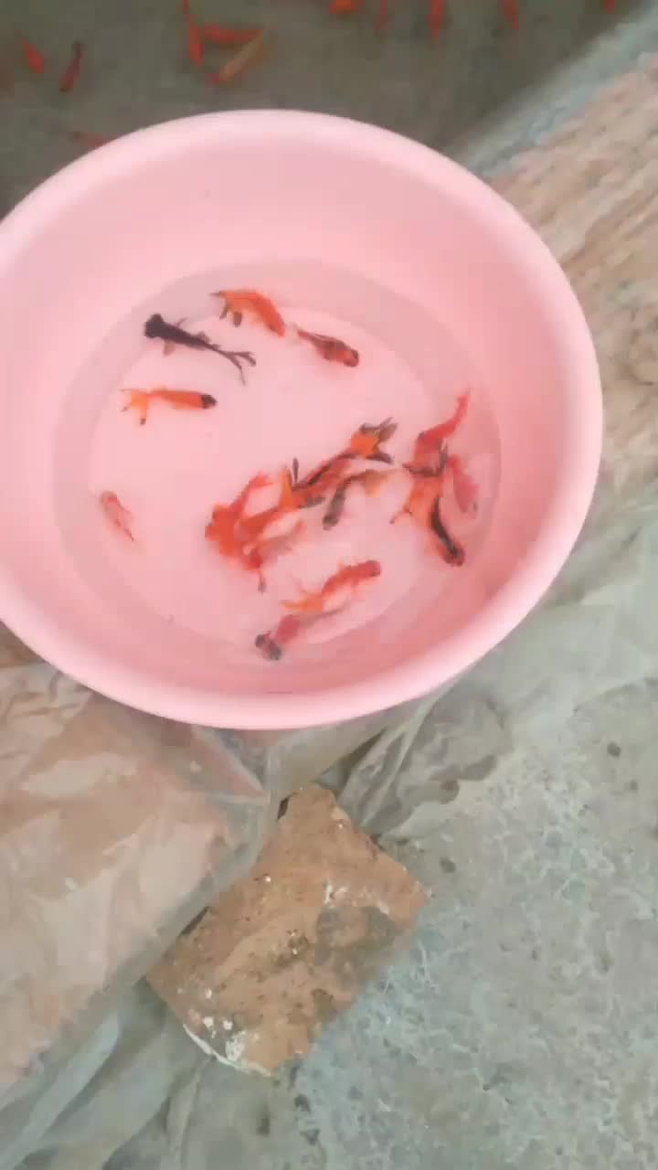 ماهی قرمز|ماهی|مزرعه کتول, |دیوار