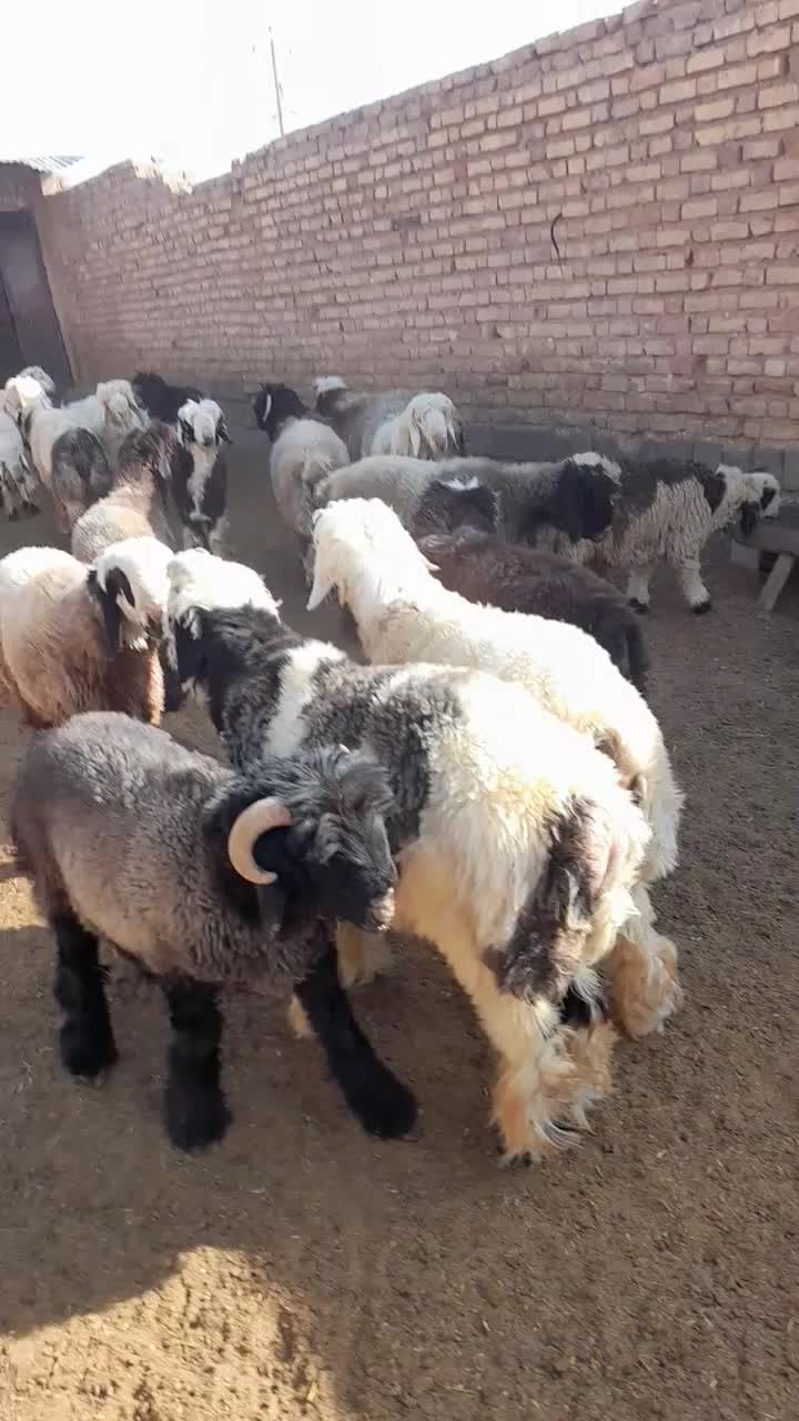 بره چاق|حیوانات مزرعه|بیضا, |دیوار