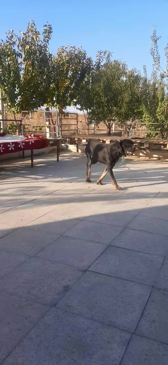 ماده سگ کن کورسو|سگ|ملایر, |دیوار