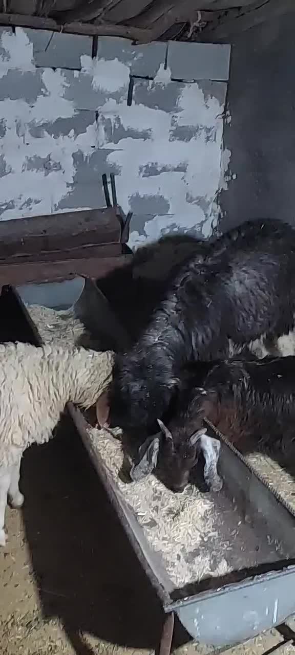 شک نزاییده ۴شیره و تکه داشتی|حیوانات مزرعه|آبدانان, |دیوار