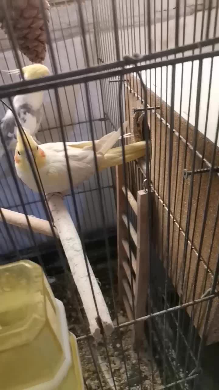 عروس هلندی جفت|پرنده|ساوه, |دیوار