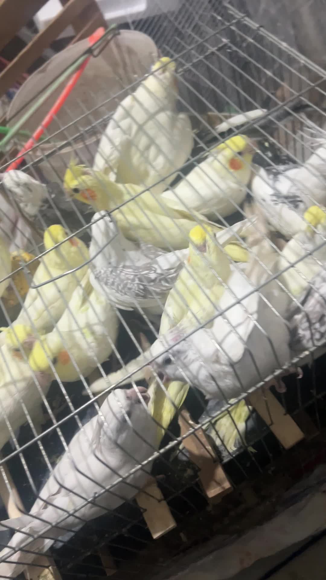 طوطی خورشیدی راهب ملنگو قناری فنچ مرغ عشق در کنگان|پرنده|بوشهر, |دیوار