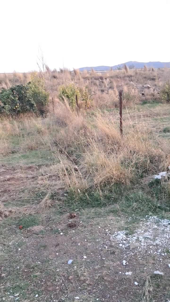 کبوتر|پرنده|اهر, |دیوار