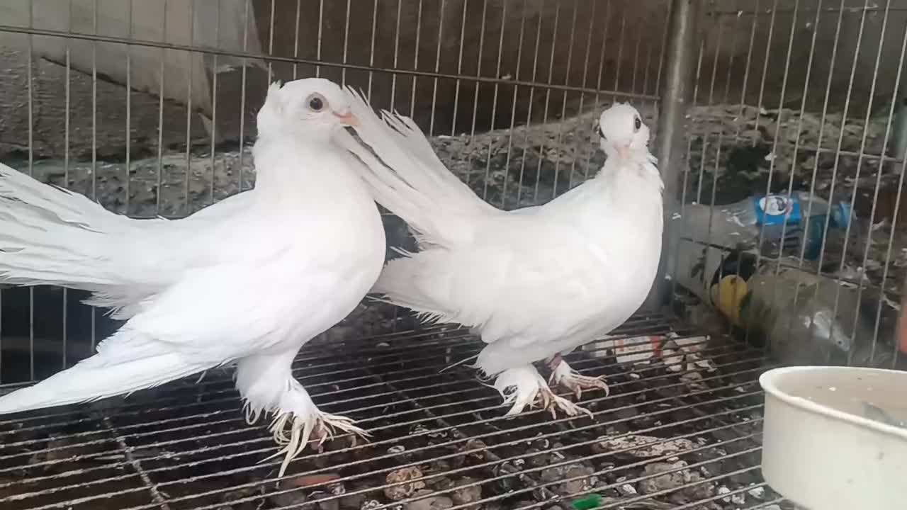 کبوتر زینتی تزیینی دم چتری آمریکایی یو|پرنده|محمودآباد, |دیوار