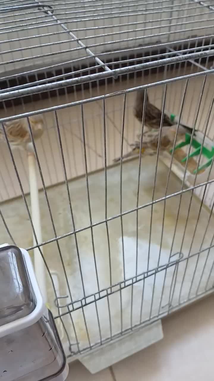 ۳ عدد قناری ماده اوپال|پرنده|چهارباغ, |دیوار