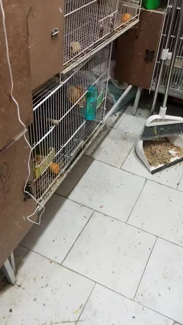 گرینچیک|پرنده|مشهد, امیریه|دیوار