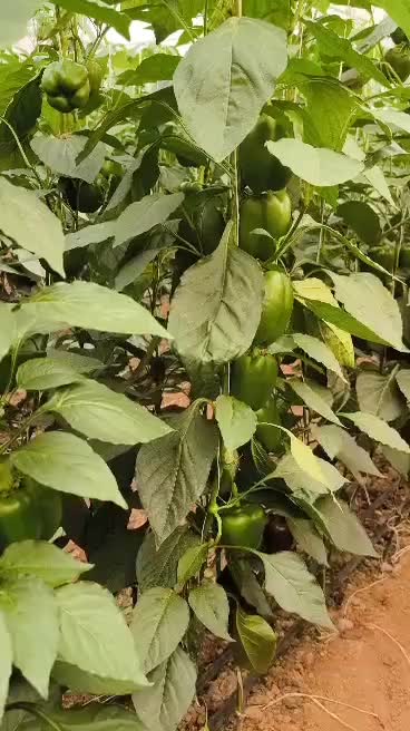 تجهیزات گلخانه|عمدهفروشی|اصفهان, راه آهن|دیوار